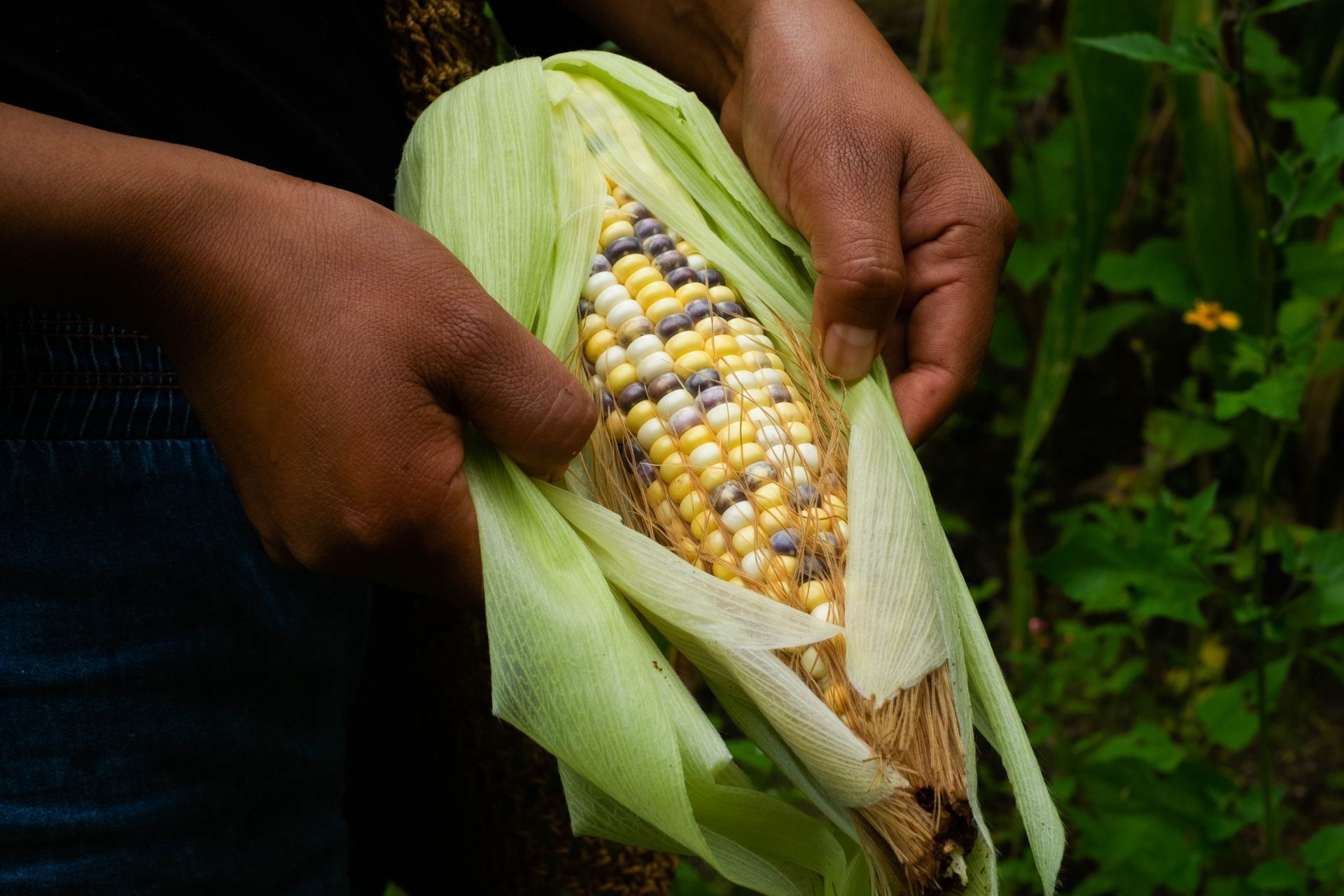 Da inicio la cosecha de maíz en la región de Los Altos de Chiapas y en diferentes comunidades las familias se preparan para ir a recolectar sus primeros elotes. En la comunidad de Chilil muchos de los jóvenes permanecen en sus casas en esta temporada del año para ayudar a sus padres en los trabajos de pisca en sus territorios, no solo se siembra maíz si no que se promueve y practica el multicultivo para que la tierra continúe siendo fértil, a un lado de la milpa se siembra frijol, calabaza, chile y tomate verde.