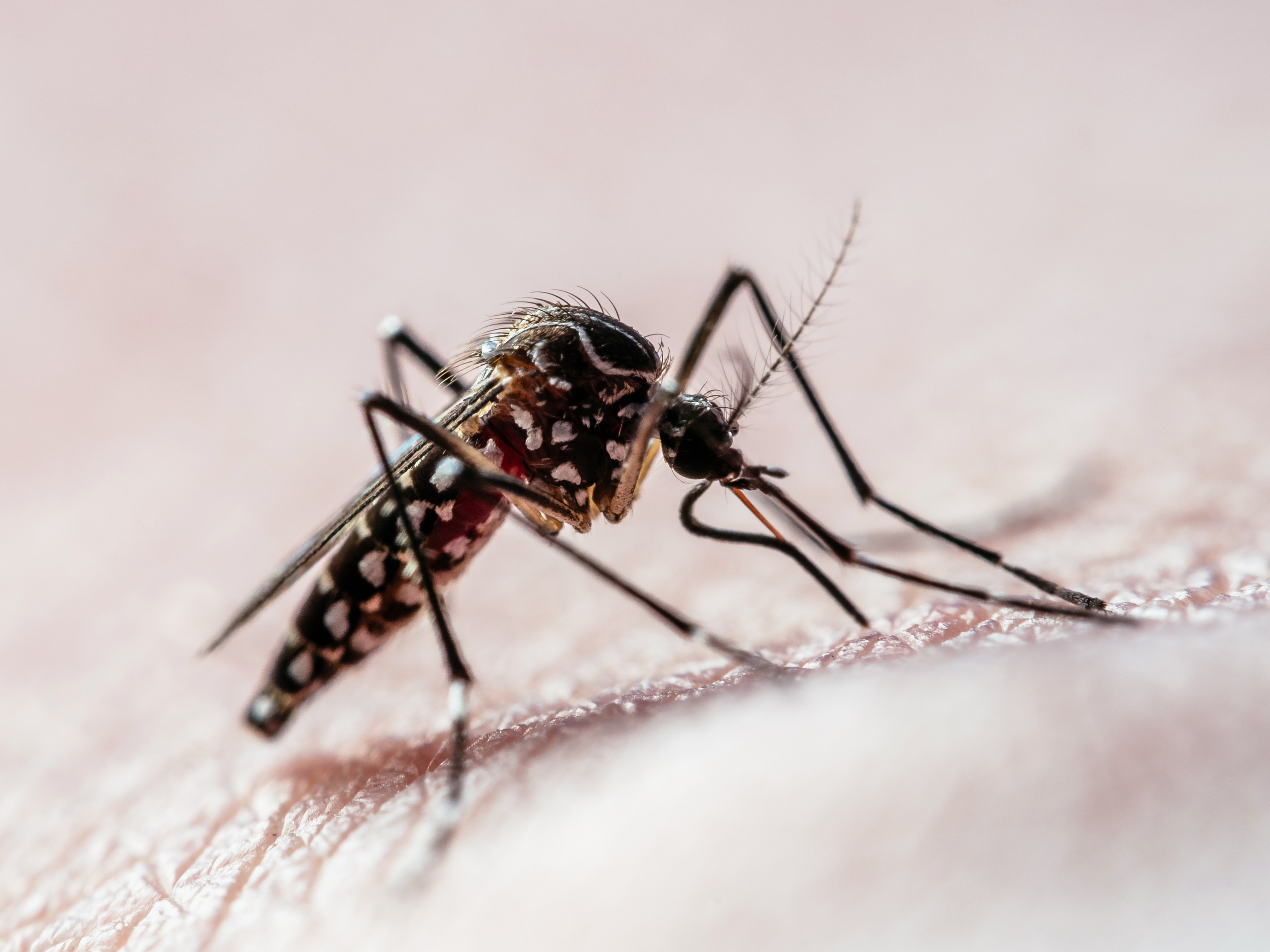 Declaran Alerta Amarilla en Antofagasta por presencia de mosquito transmisor del dengue