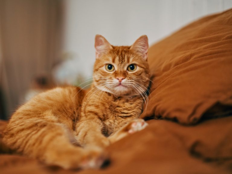 Este es el simple hábito que mejoraría la conducta de los gatos, según estudio