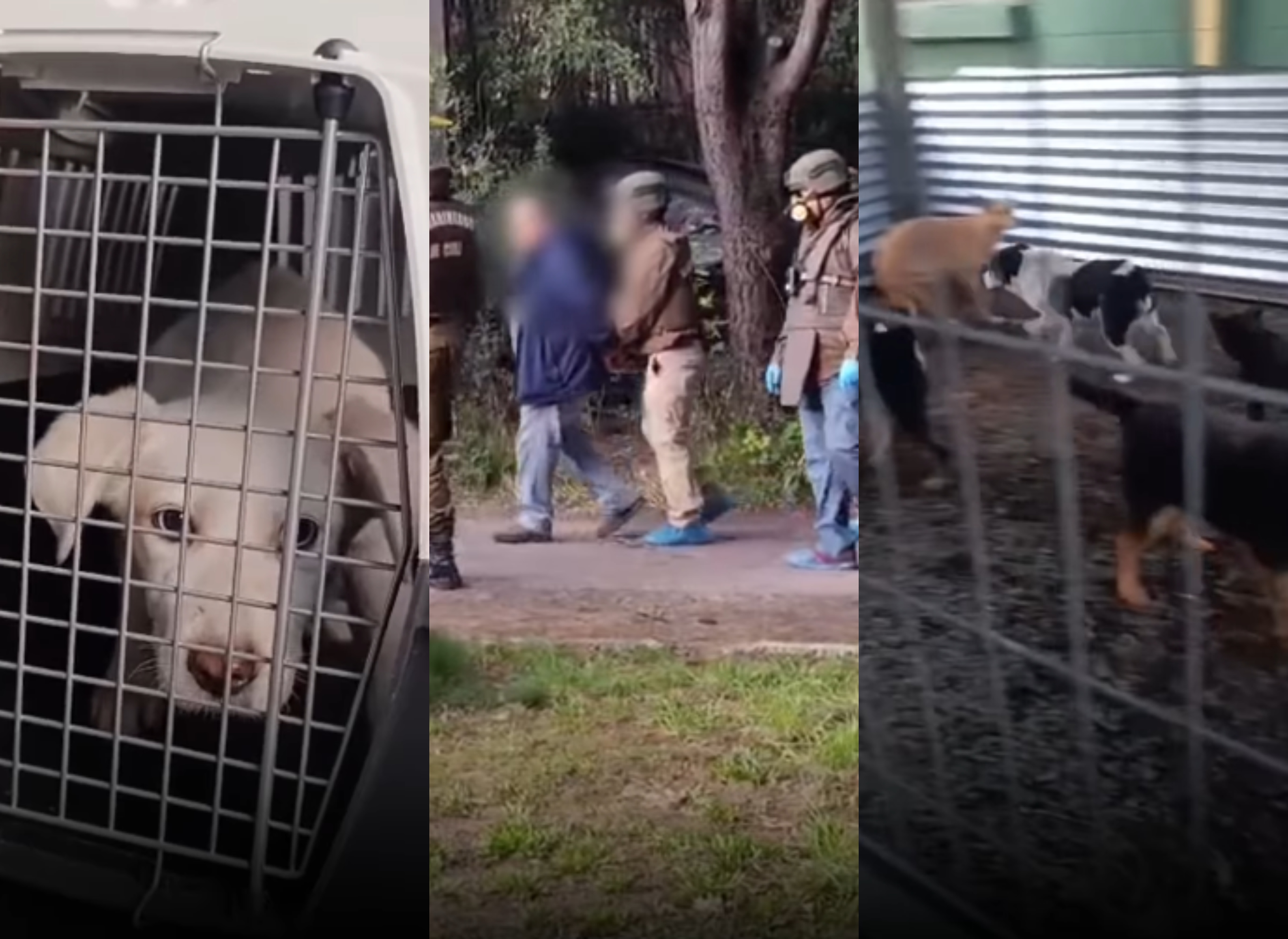 Detienen a hombre en Curacautín por presunto maltrato animal: tenía 19 mascotas en evidente estado de abandono