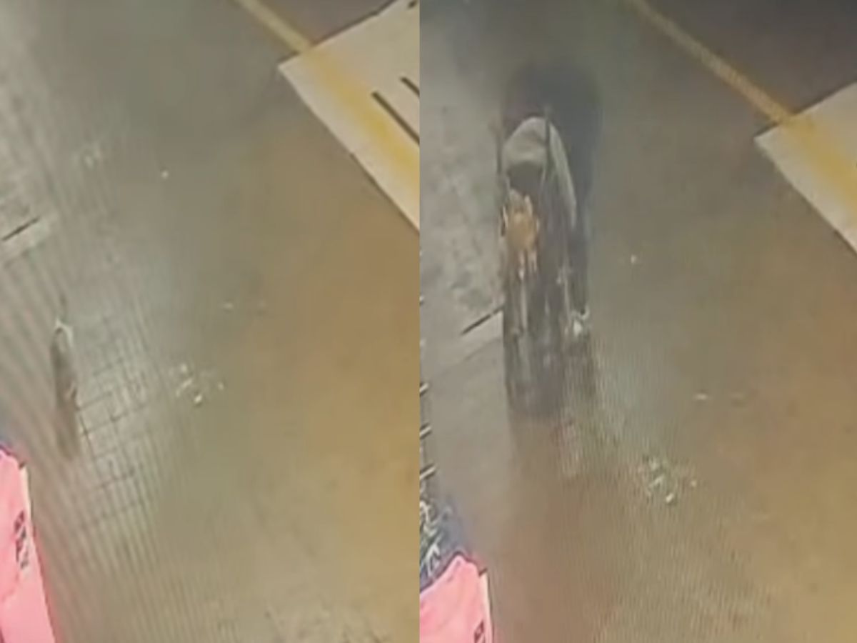 “Apelamos al buen corazón...”: Blondie realiza llamado por su gato perdido tras revelar nuevo antecedente clave