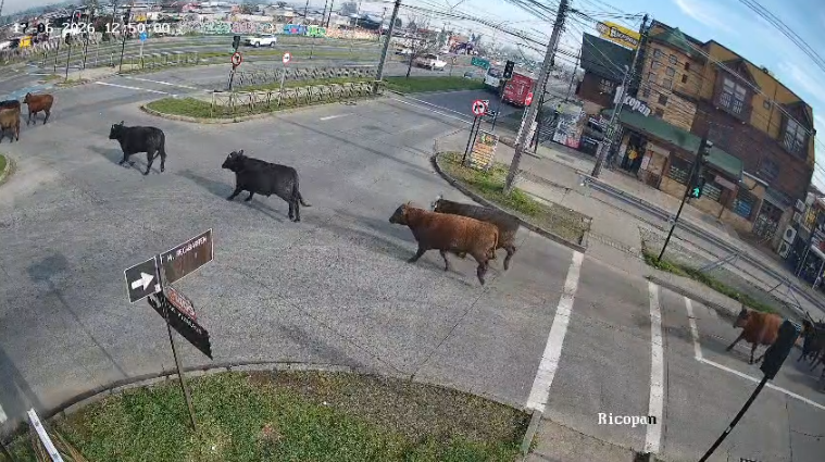 Los buscan con drones: camión que transportaba novillos vuelca y provoca fuga de los animales en Temuco