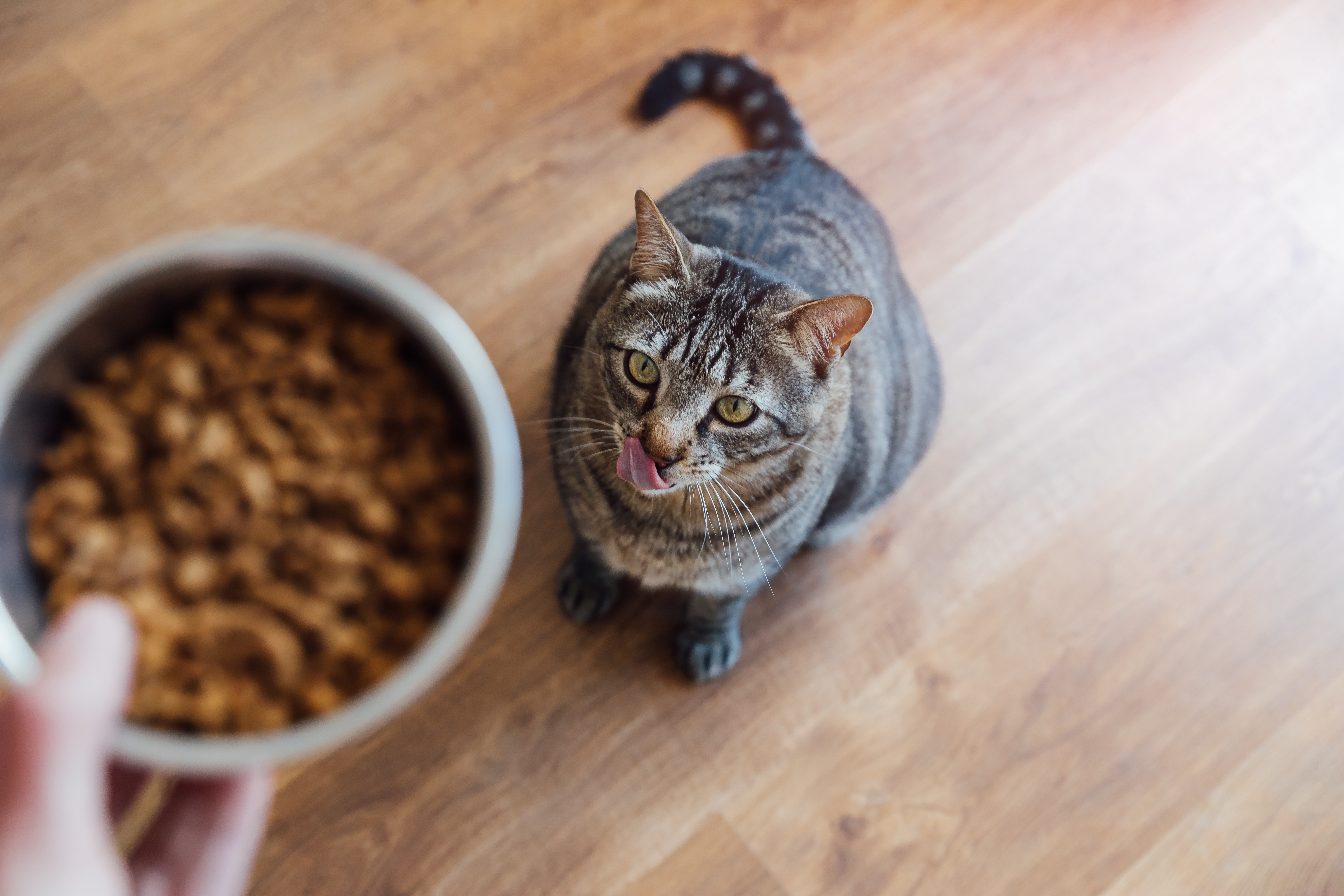 Cómo elegir el alimento correcto para perros y gatos, según una médica veterinaria