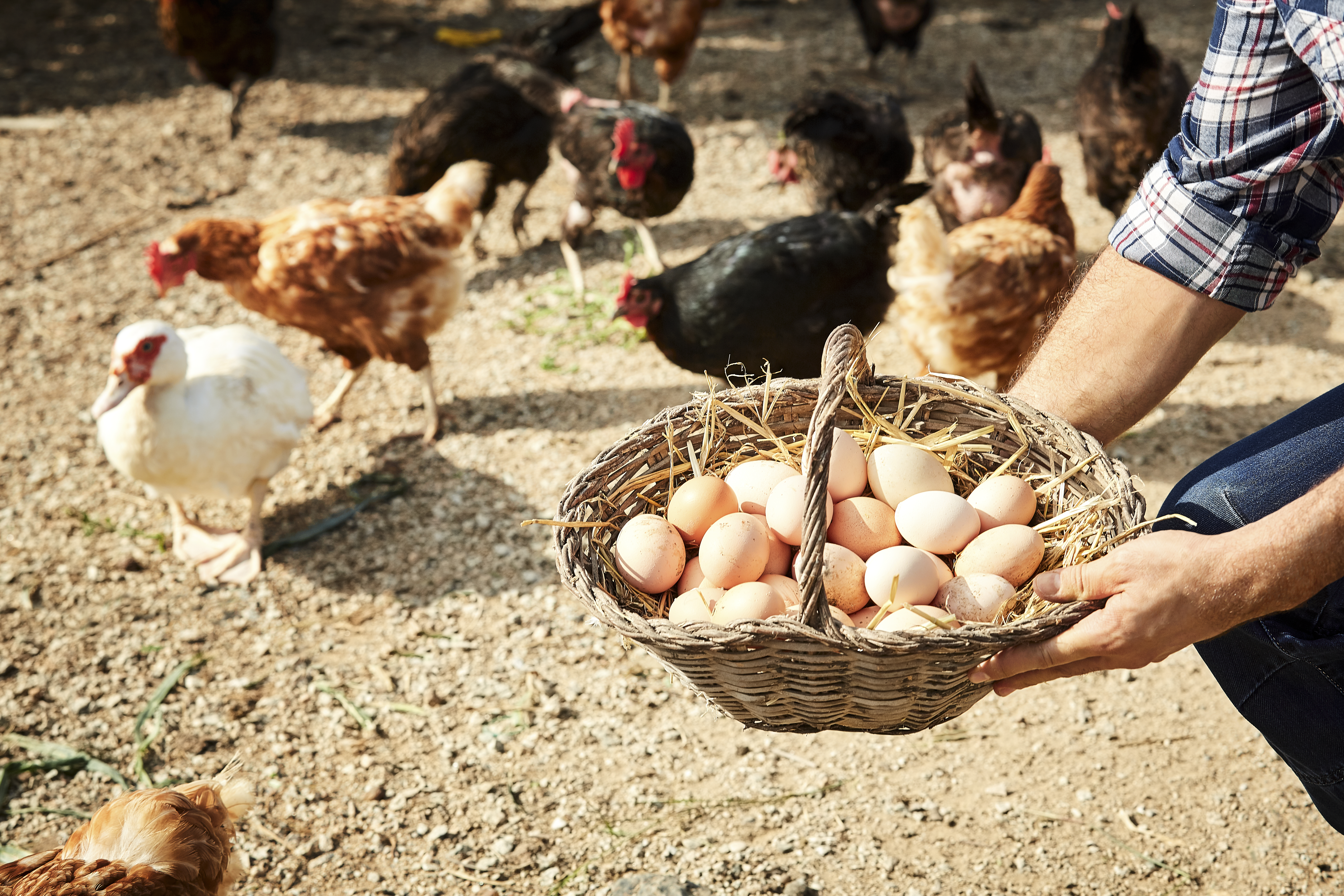 “Gallinas felices” bajo la lupa: Sernac aclara que el concepto no tiene reconocimiento legal en Chile