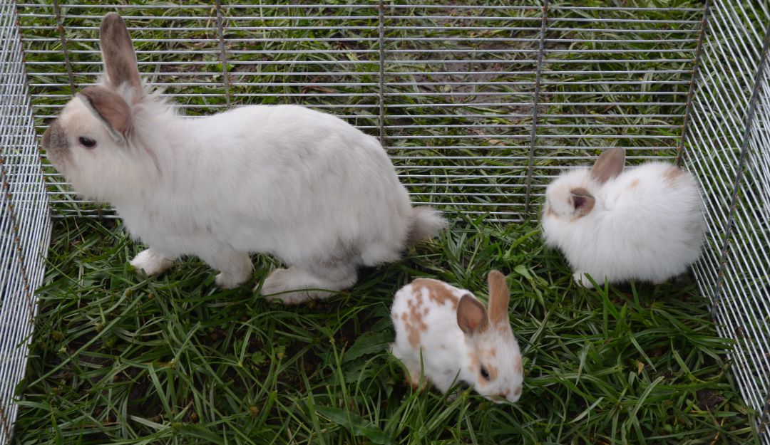 princesa raspador polilla Conejos Cría de conejos con alimentos sanos y a bajo costo : Cría de conejos  con alimentos sanos y a bajo costo