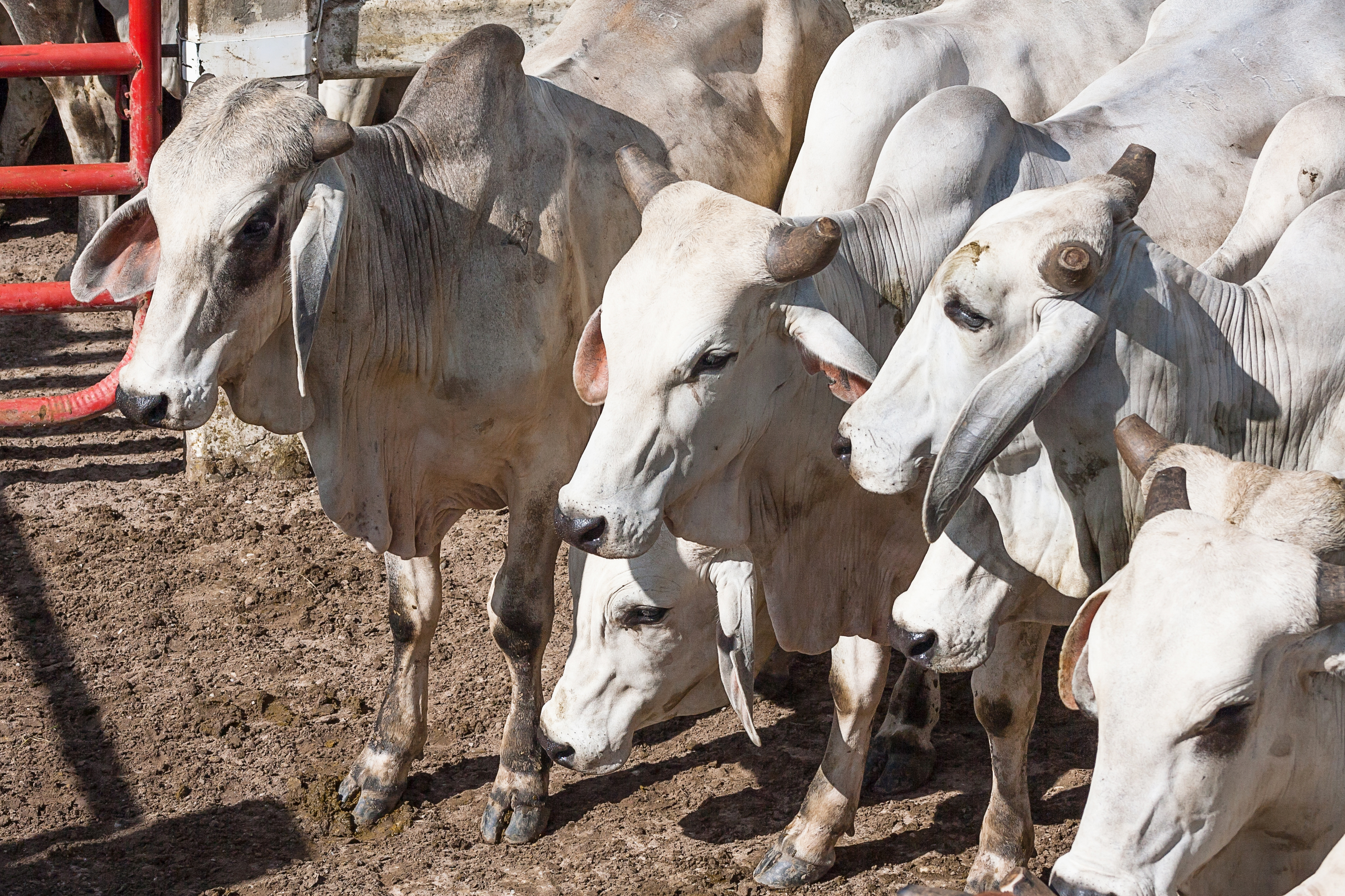 ¿Qué consecuencias tendría reapertura de mataderos que no garanticen salud pública?