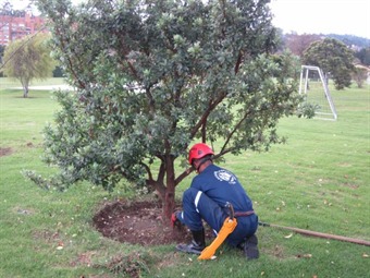 Concejal denuncia la mala situación de los árboles en Bogotá