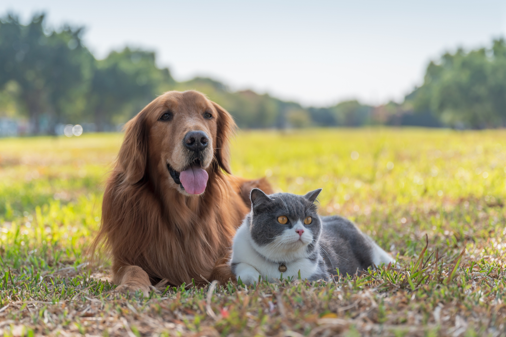 Más perros en casa: 5 razones para adoptar a una mascota - Cadena Dial