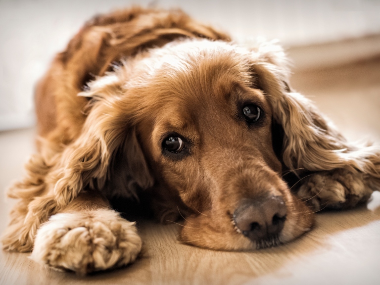 que pasa si mi perro tiene cancer de vejiga