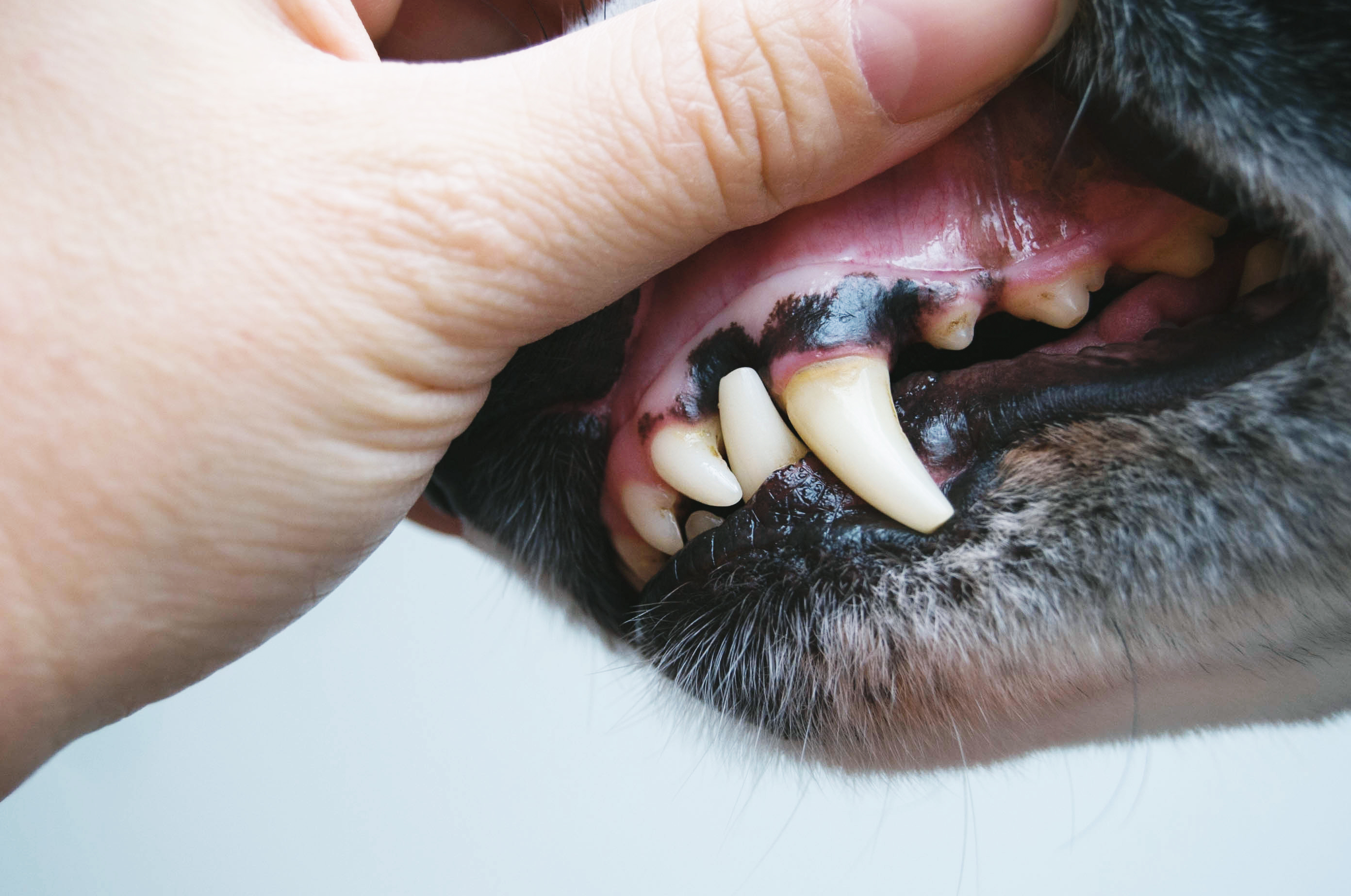 por qué las uñas de mi perro se vuelven negras