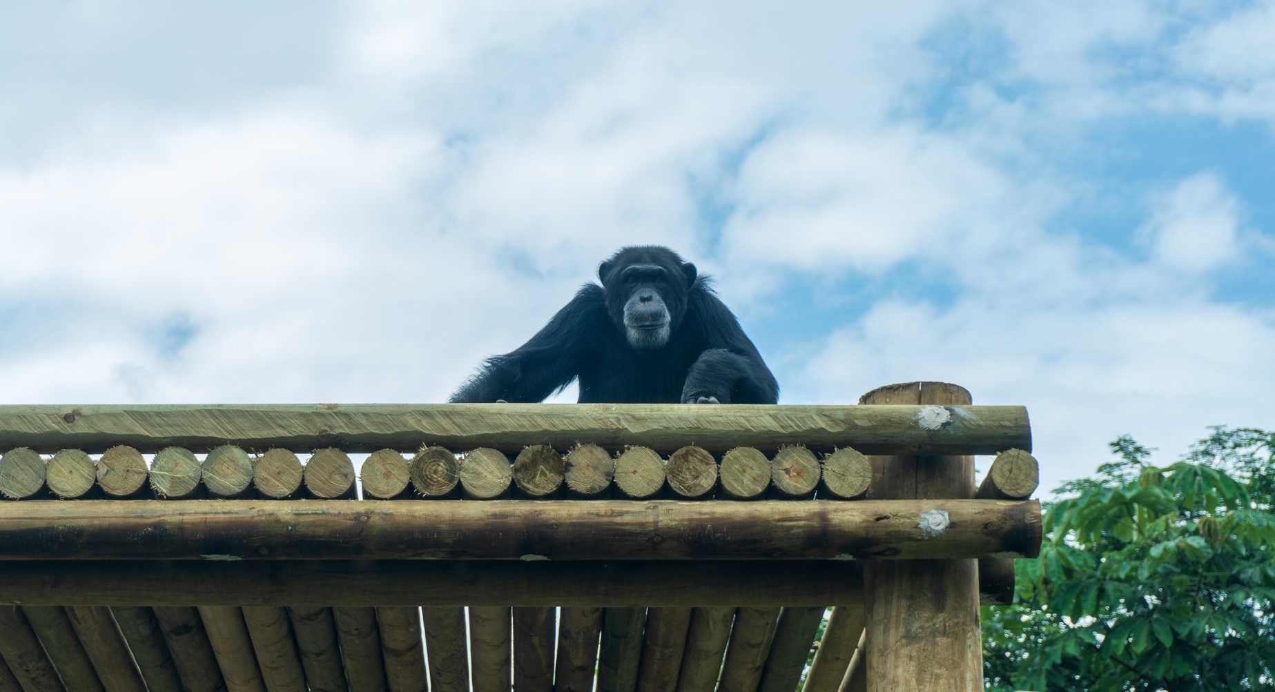 La vida humana se sobrepuso a esta situación: Bioparque Ukumarí tras muerte de chimpancés