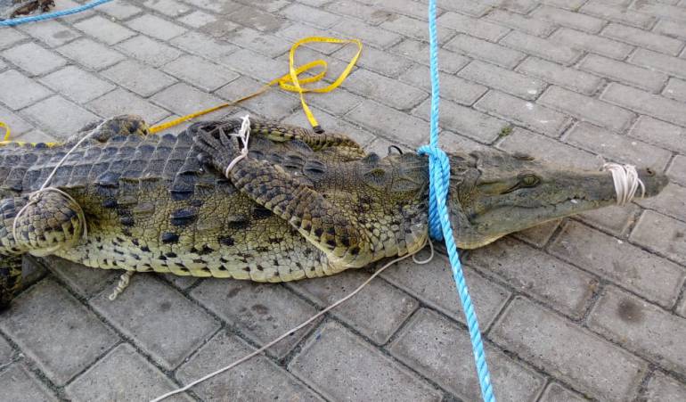 Atrapan a un cocodrilo en las playas de San Andrés