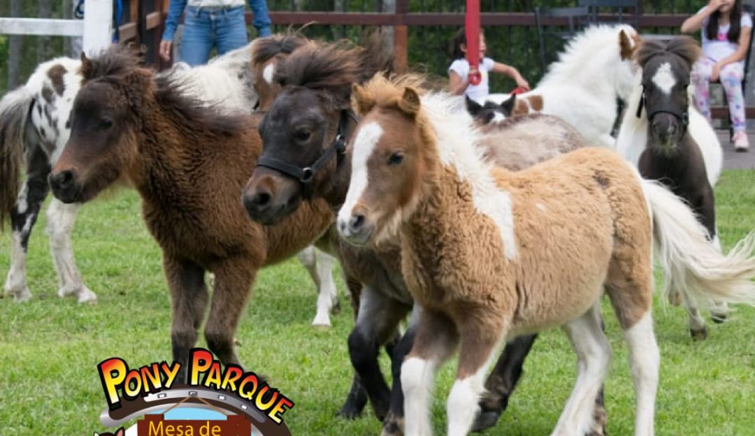 zoo átomo Nylon PONI PARQUE SANTANDER MESA DE LOS SANTOS Crece la venta de ponis en  Colombia : Crece la venta de ponis en Colombia
