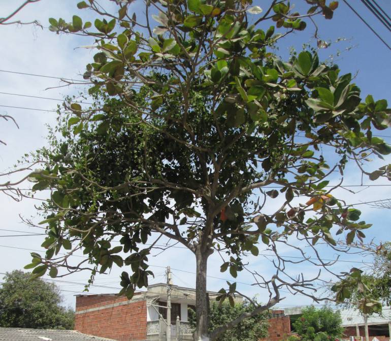 Piden a autoridad ambiental de Cartagena acabar con planta parásita en  árboles