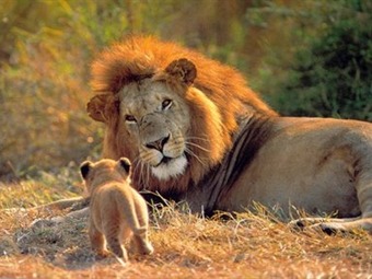 Nacen tres jaguares y dos leones en un zoológico mexicano