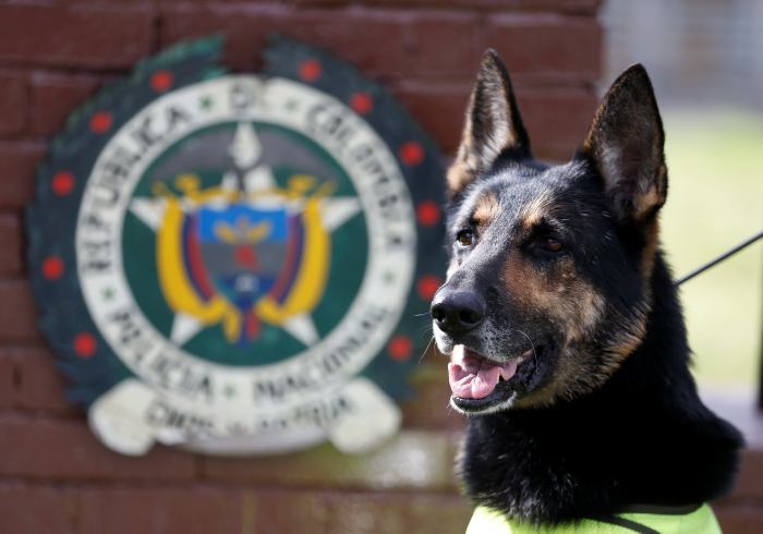 Con perros de la Policía se buscará detectar dinero para compra de votos