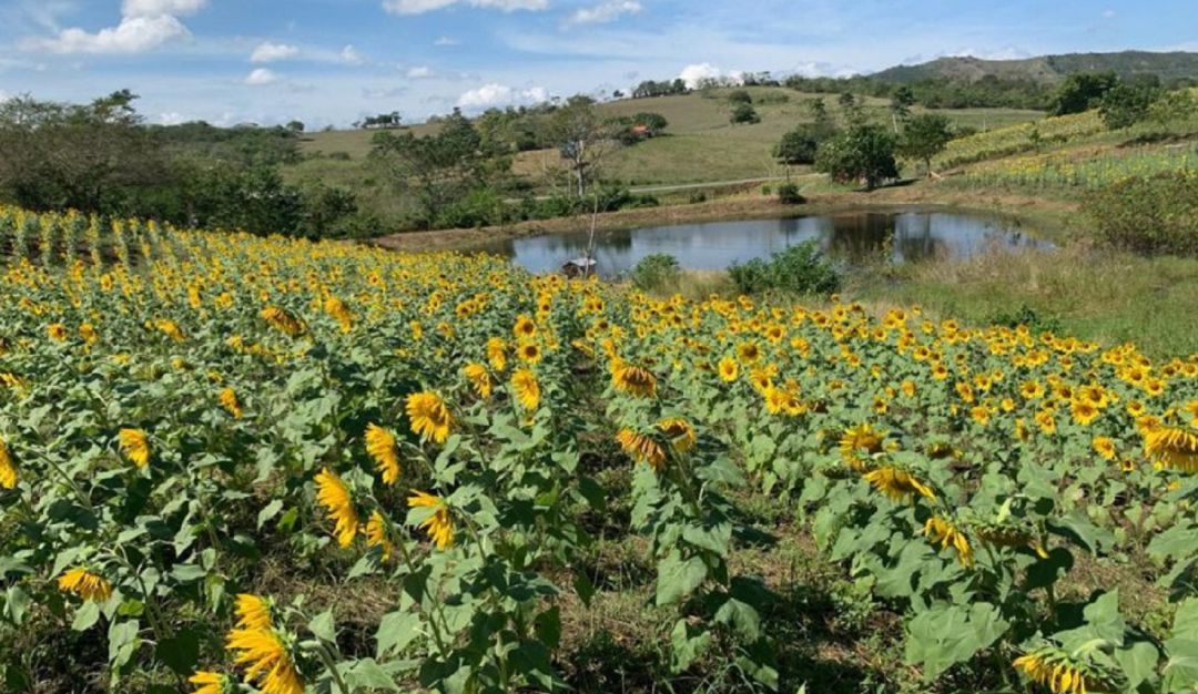 Campo de girasoles en Bolívar Campo de girasoles: el nuevo atractivo de los  Montes de María en Bolívar : Campo de girasoles: el nuevo atractivo de los  Montes de María en Bolívar