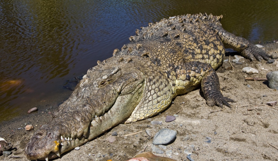 Caiman en las playas del Tayrona Aparición de Caimán Aguja en el Tayrona  causó sensación y en algunos pánico : Aparición de Caimán Aguja en el  Tayrona causó sensación y en algunos