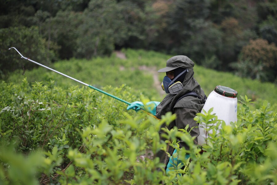 Estados Unidos no publicaría este año informe anual sobre cultivos de coca