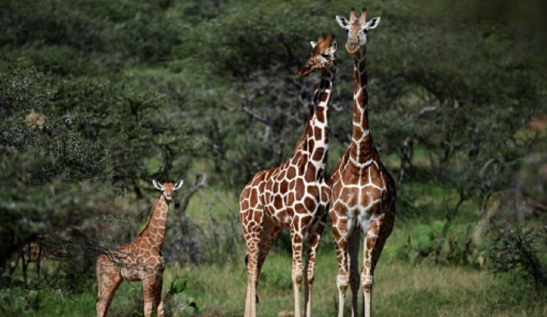 Jirafas en vía de extinción La jirafa y la amenaza de 