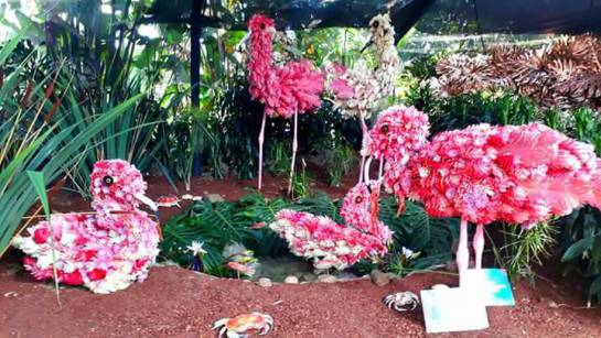 Feria de las Flores Arrancó Orquídeas, Pájaros y Flores 2017 en el Jardín  Botánico de Medellín : Arrancó Orquídeas, Pájaros y Flores 2017 en el  Jardín Botánico de Medellín