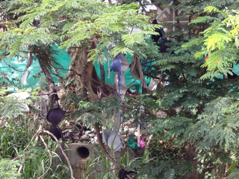 Las brujas cuelgan brasieres en árboles del oriente de Medellín