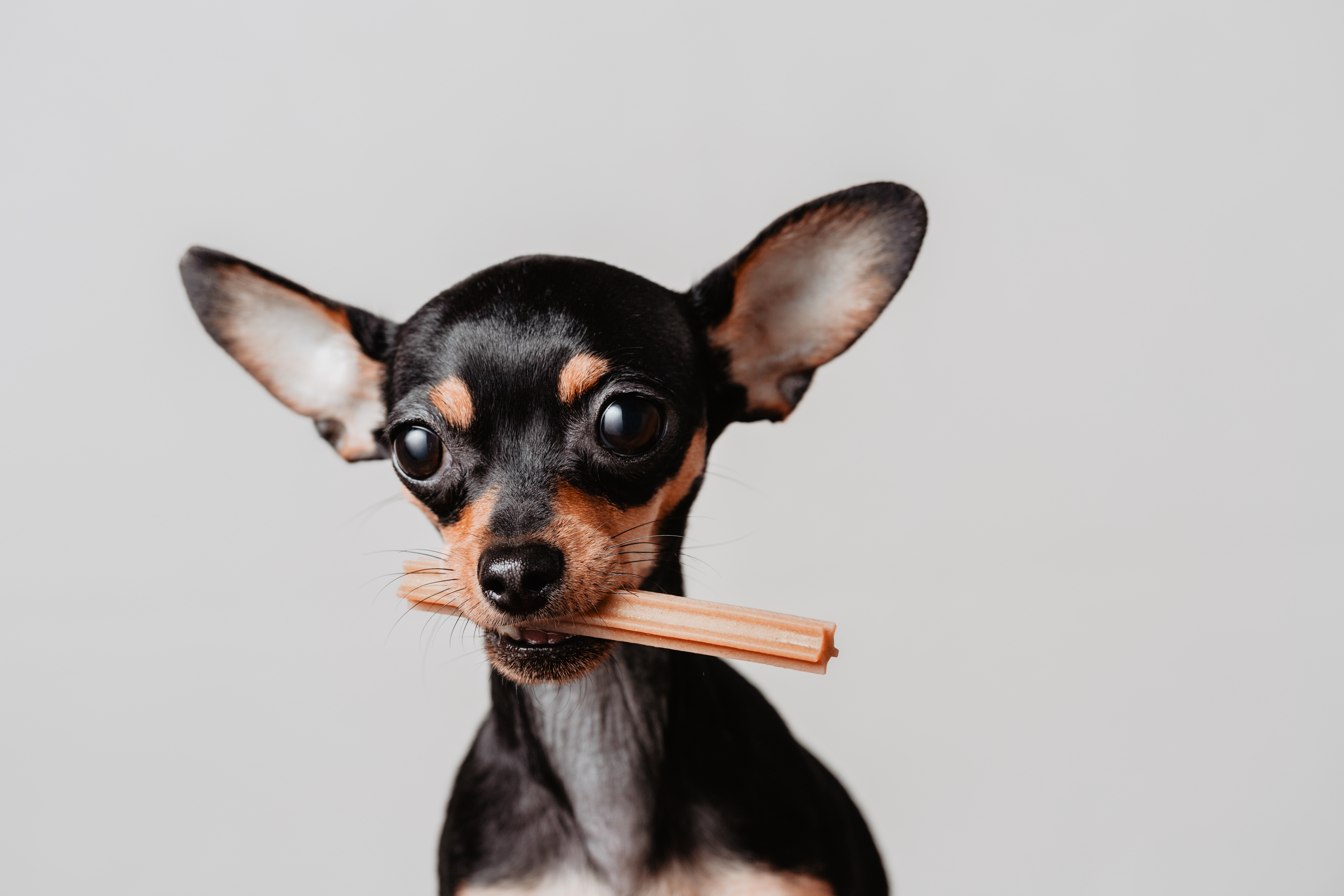 son los alimentos de cereales malos para los perros