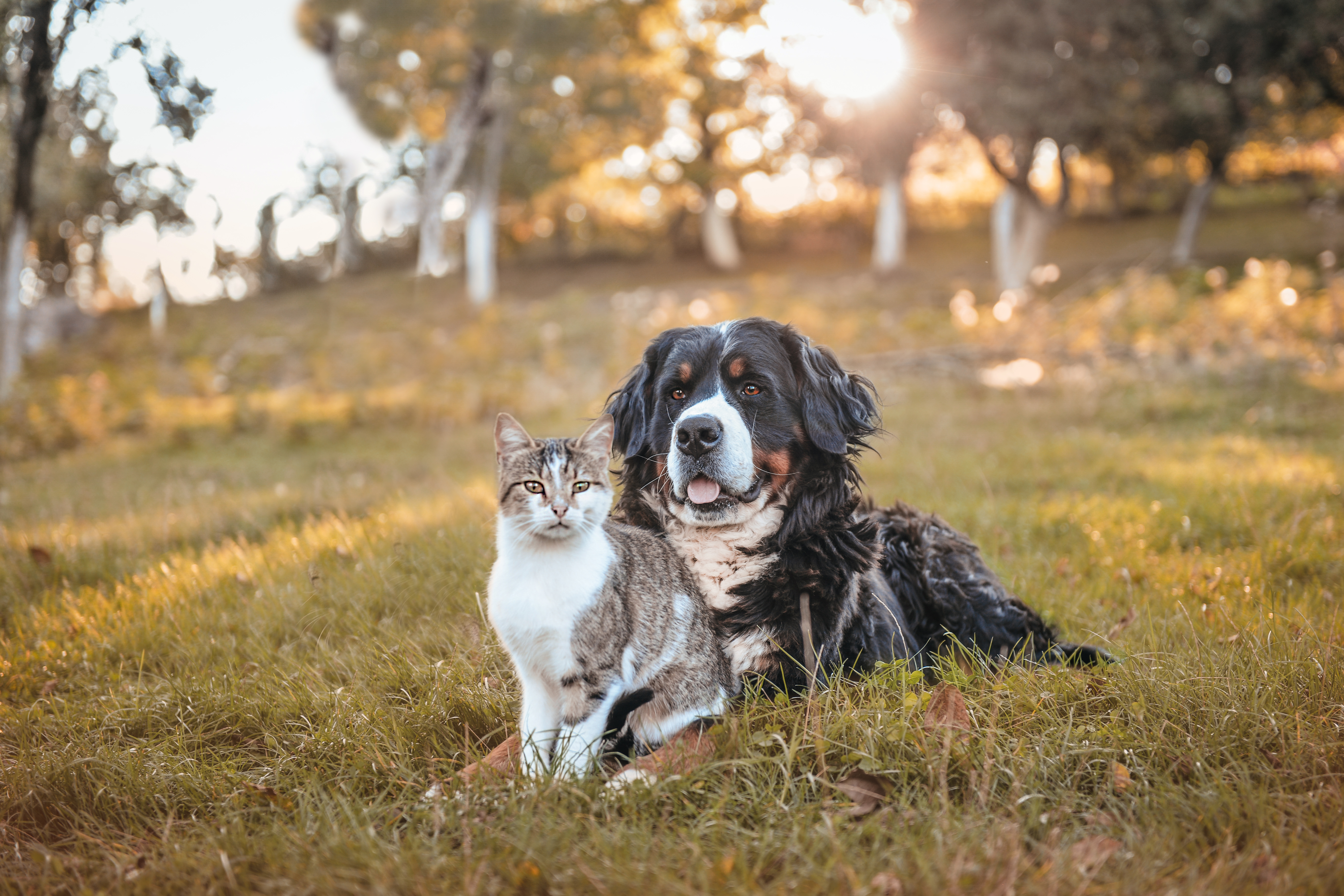 son los gatos realmente más inteligentes que los perros