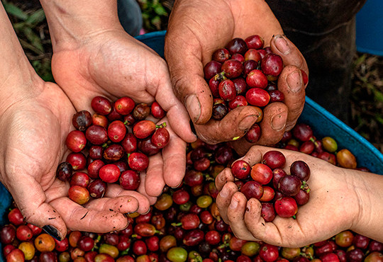 Cafeteros debaten la idea sobre quitar el manejo del Fondo Nacional del Café a la FNC