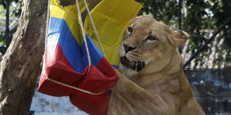 Colombia ganará partido contra Japón según leones en Medellín