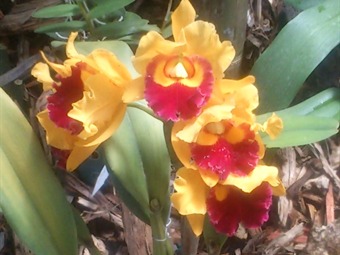 Exposición orquídeas, pájaros y flores, Feria de Artesanías