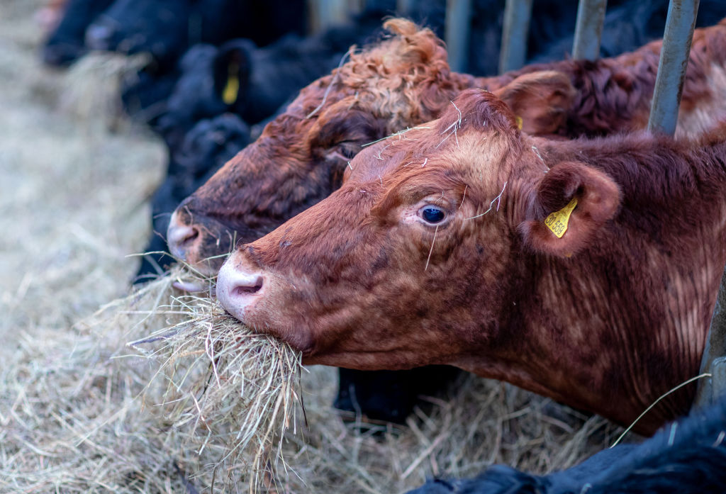 Presunta pirámide ganadera: Felipe Rocha rindió interrogatorio en la Fiscalía