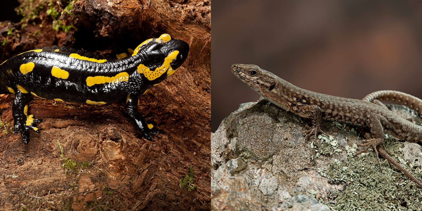 salamandra gigante planeta tierra