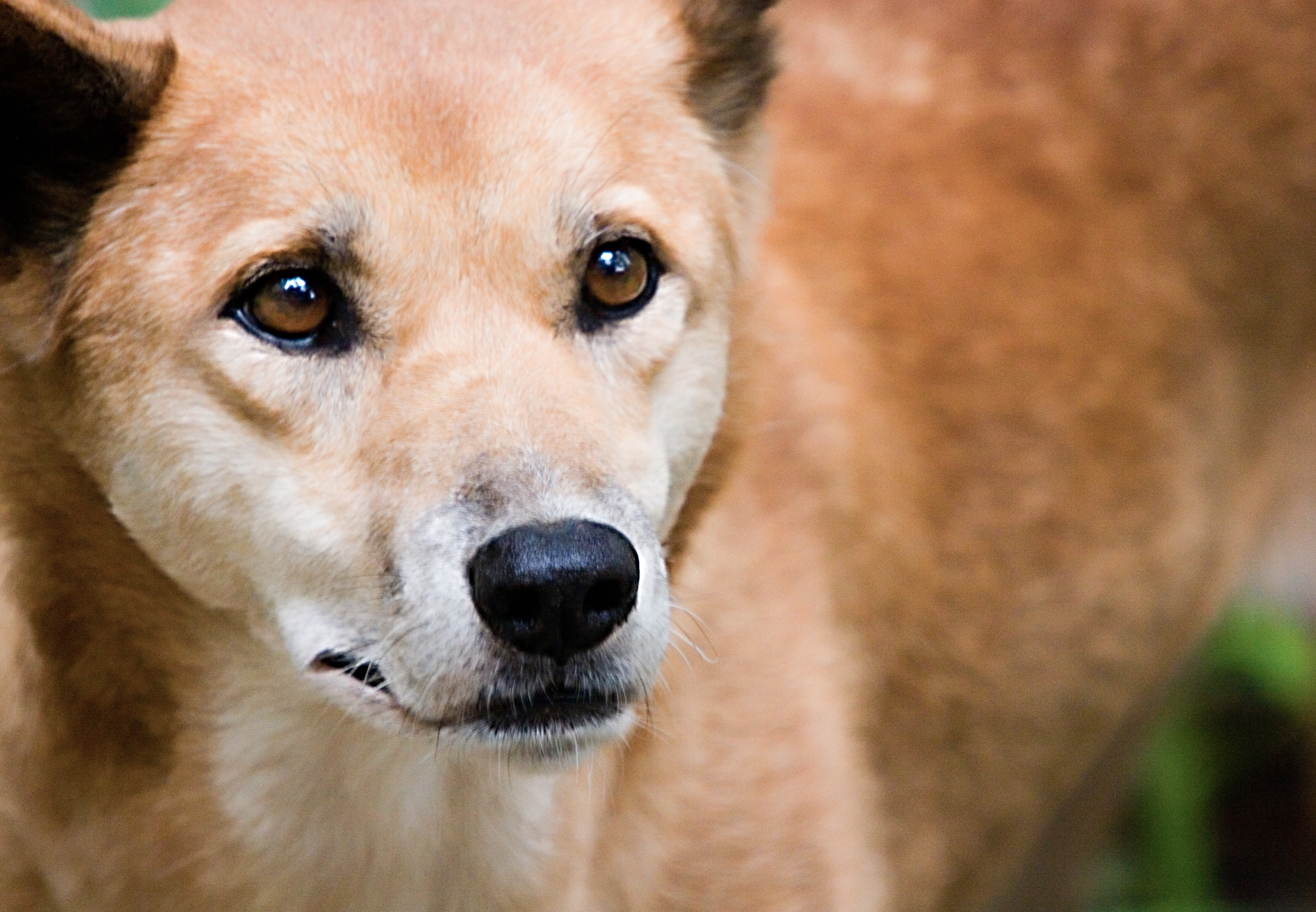 se puede sacrificar a un perro por morder a otro perro