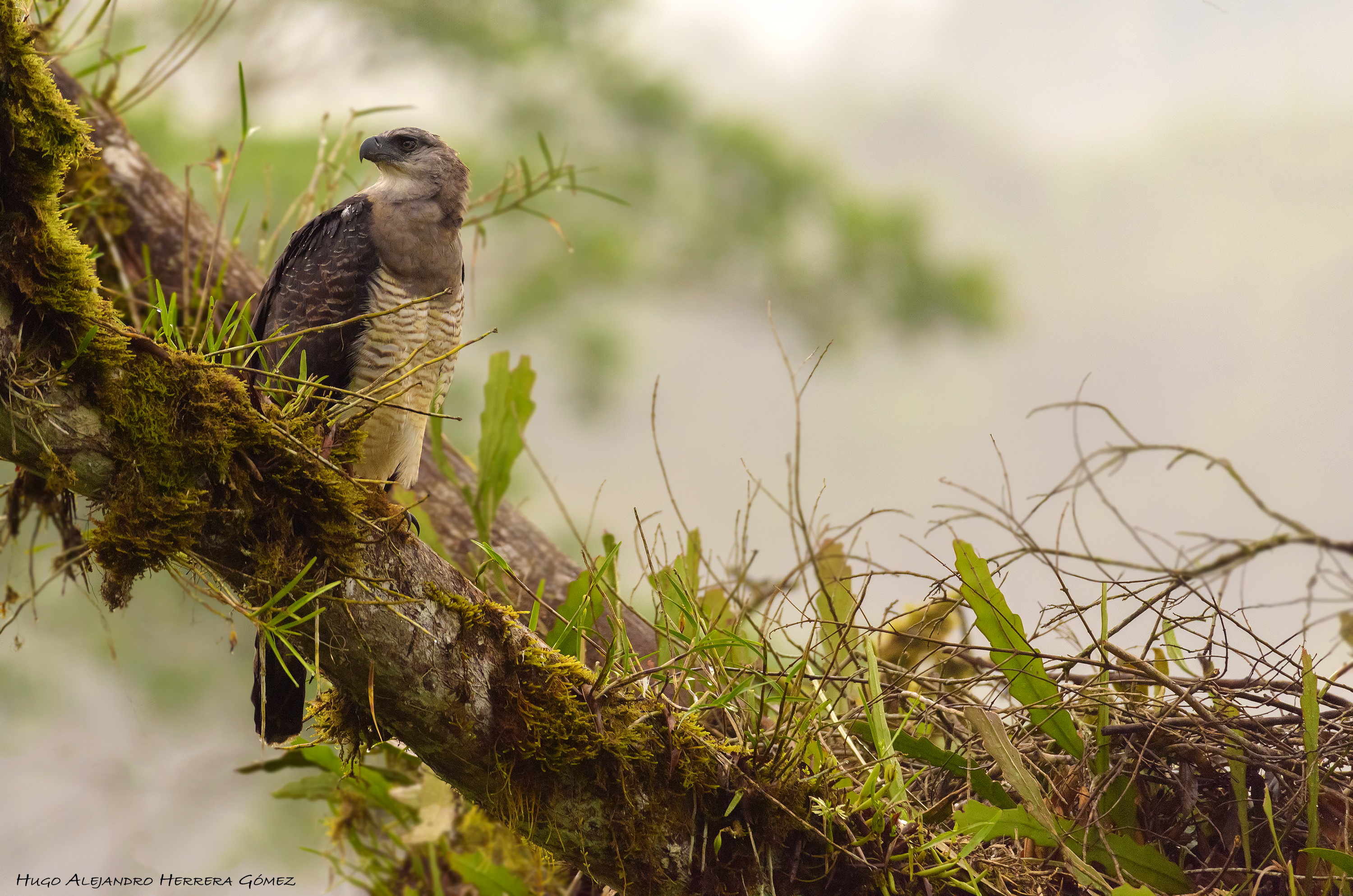 Registran el primer nacimiento para Colombia de un águila llamada Harpía  Menor