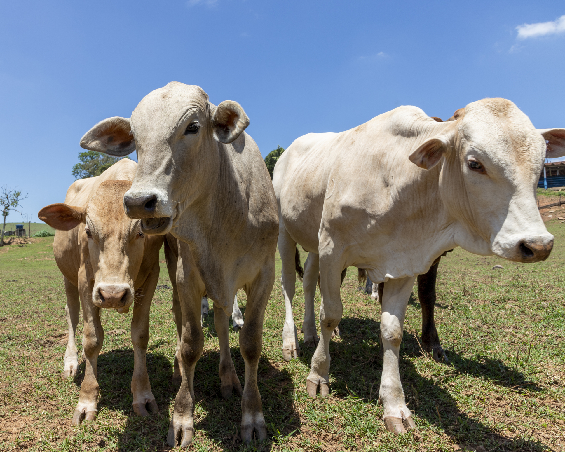 Así funcionaba el entramado de la estafa ganadera en Llanogrande: empresarios cayeron
