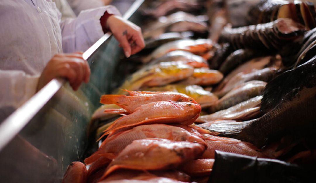 Semana Santa: sepa cómo reconocer un pescado fresco, Noticias