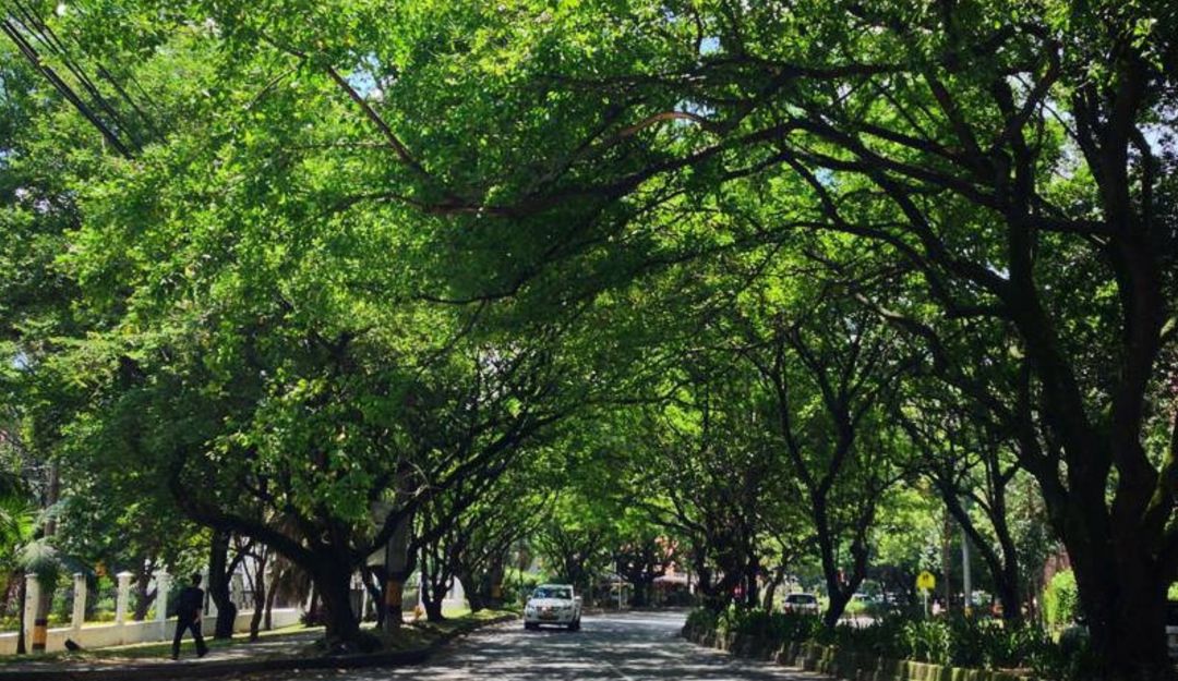 Metroplús en Envigado, Túnel Verde, tala de árboles, manejo de la fauna  ¿Por qué Área Metropolitana autorizó tala de árboles en Envigado? : ¿Por  qué Área Metropolitana autorizó tala de árboles en