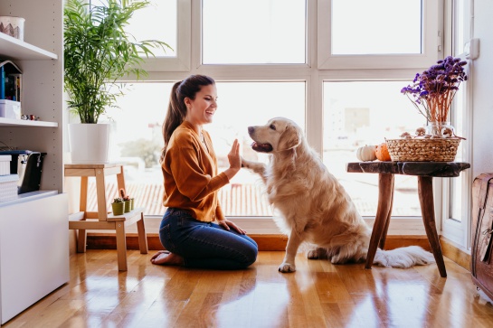 que perro es el mas sano