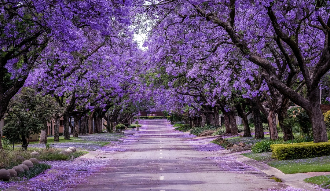 Los mejores lugares para tomarte fotos con las jacarandas en CDMX