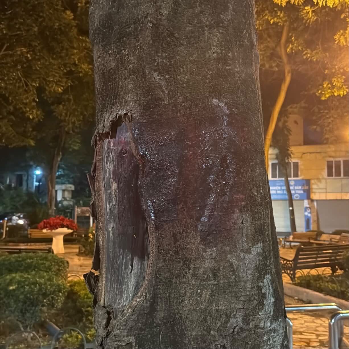Số 55 trên thân cây đã bị sơn đè lên.