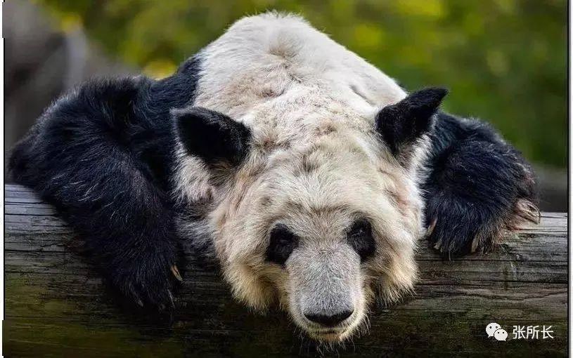 Did Memphis Zoo officials hurt two pandas there? – Radio Free Asia