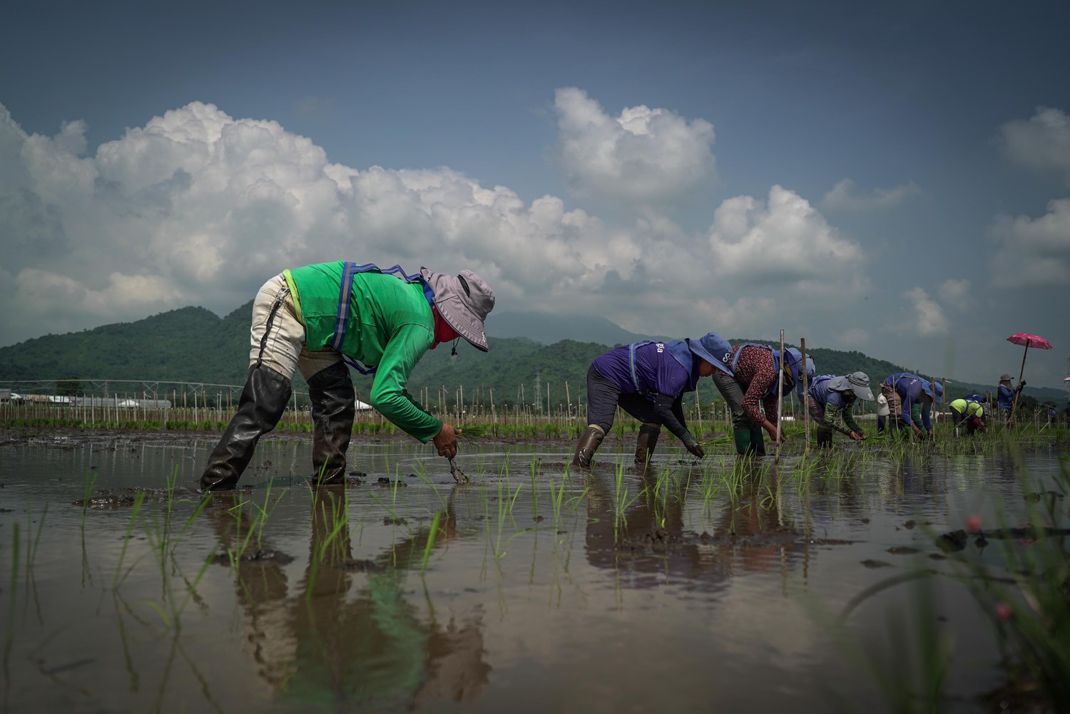 Rice Farmers In The Philippines