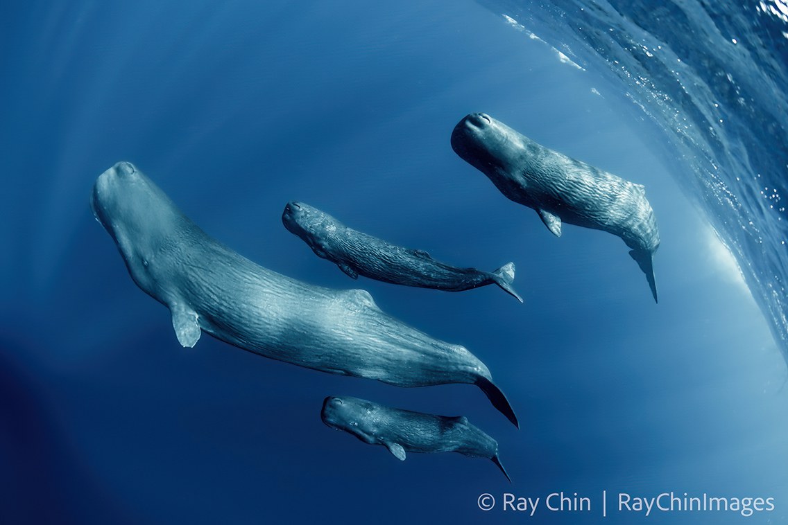 专栏| 绿色情报员：从被偷走的鲸骨到文玩圈抹香热– 普通话主页