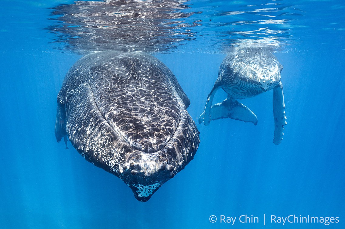 专栏| 绿色情报员：小红书追鲸热没说的大问题– 普通话主页