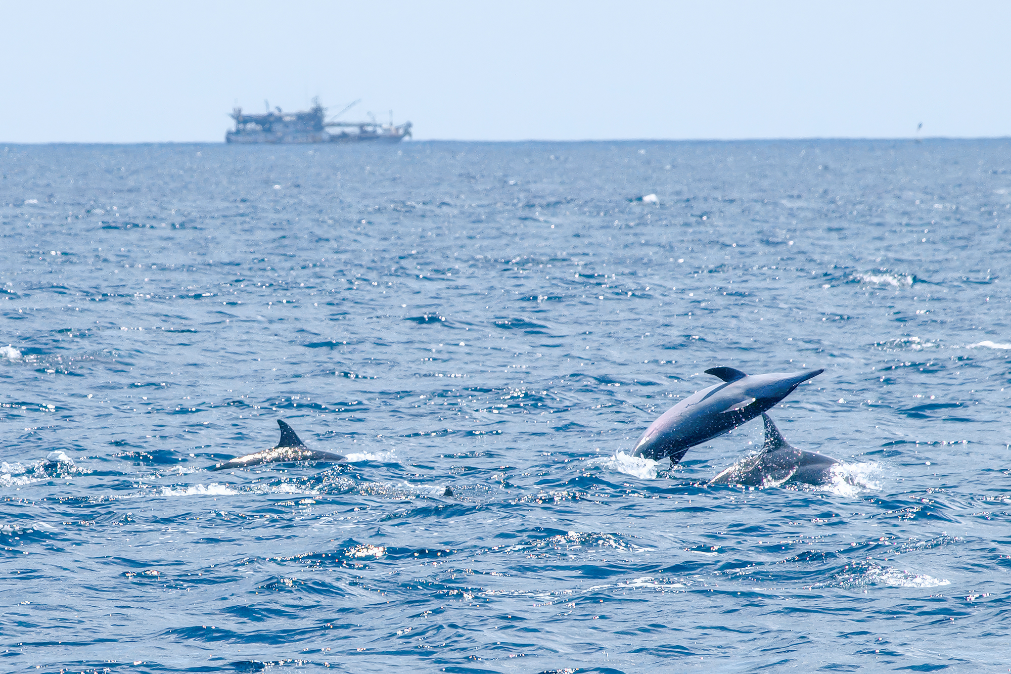 布氏鯨被螺旋槳打到「反肚」亡專家批港府和市民缺乏保育意識– RFA 自由亞洲電台粵語部