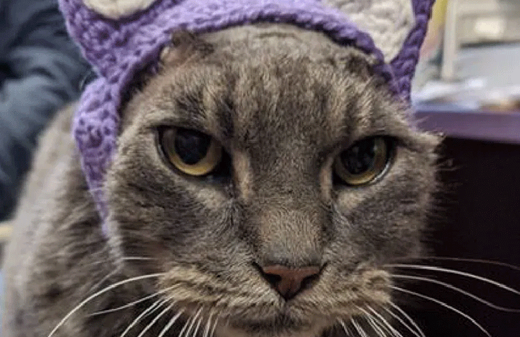 Lady, la gata que perdió sus orejas por una infección, es viral y enternece a todos