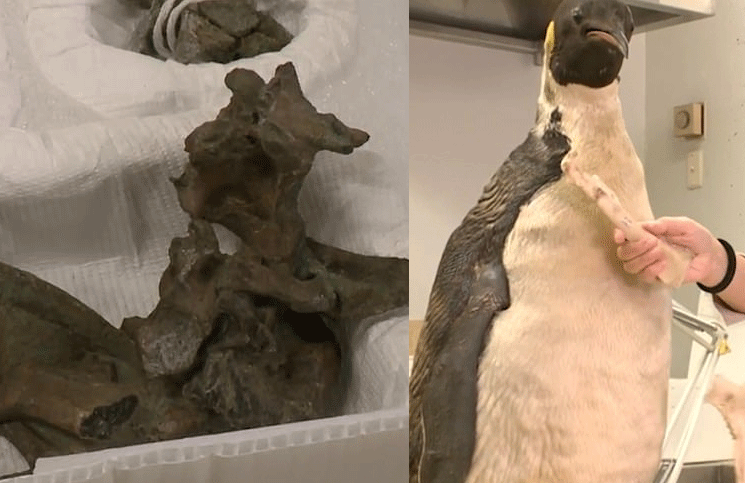 Investigadores descubren fósiles de un pingüino que pesa y mide casi como un humano