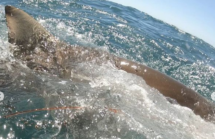 Video: la angustia de un pescador en el momento que un tiburón casi le arranca la mano