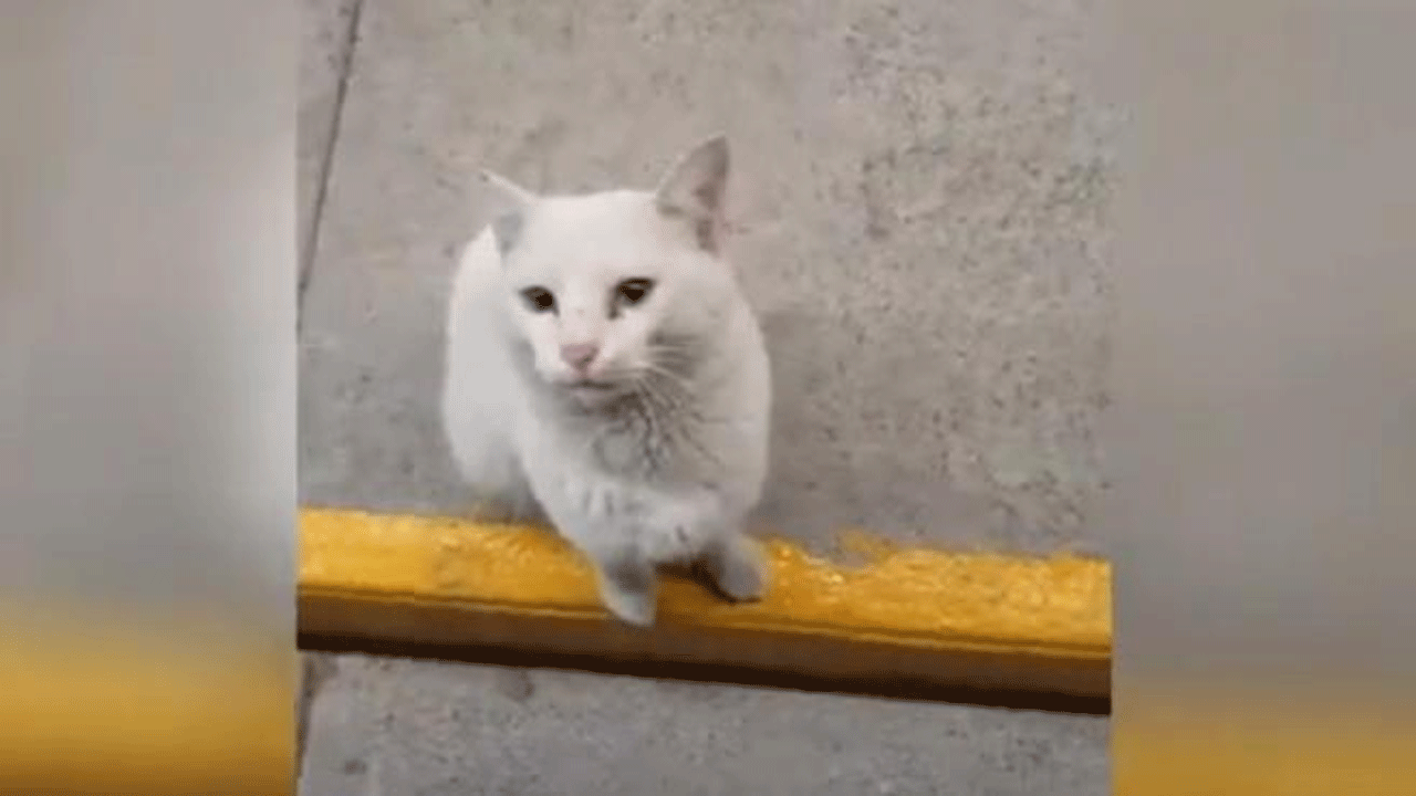 Video: un gato callejero entra al supermercado y elige la comida